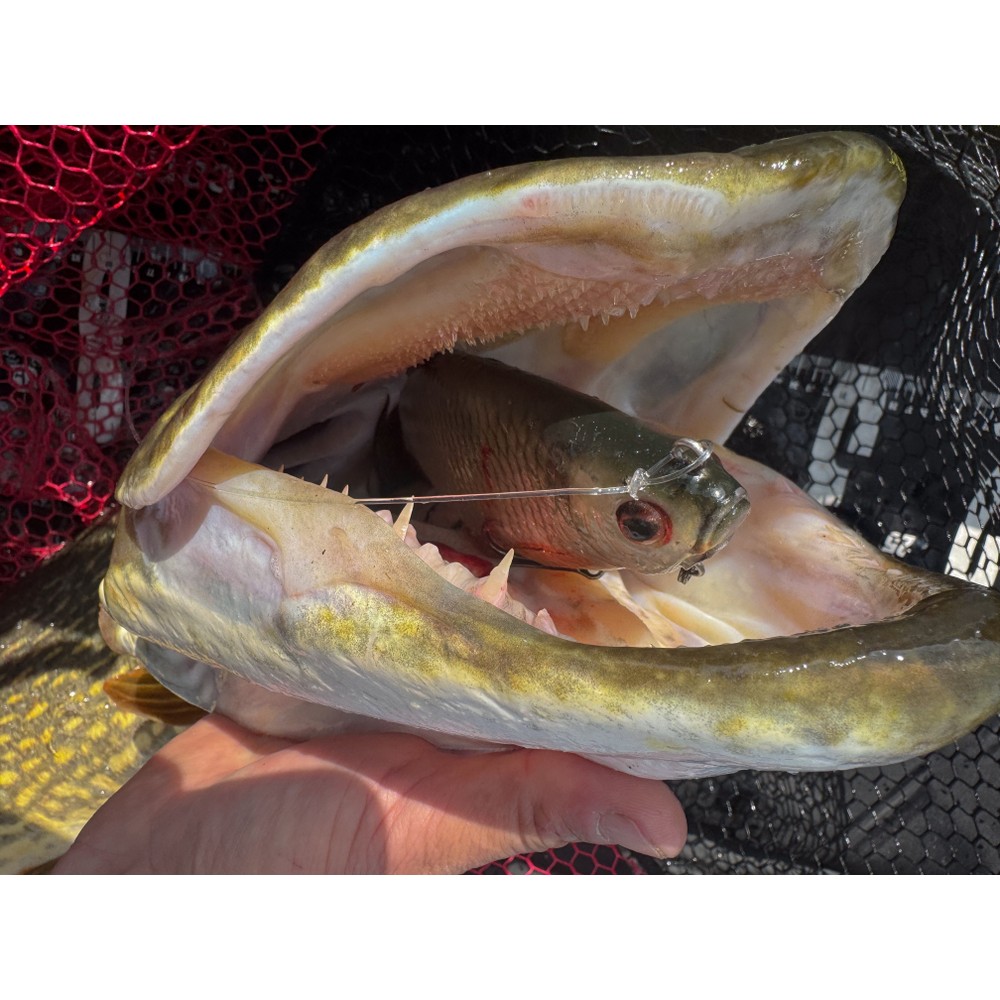 Fox Rage Ultra-Realistic Roach Replicant Natural Roach