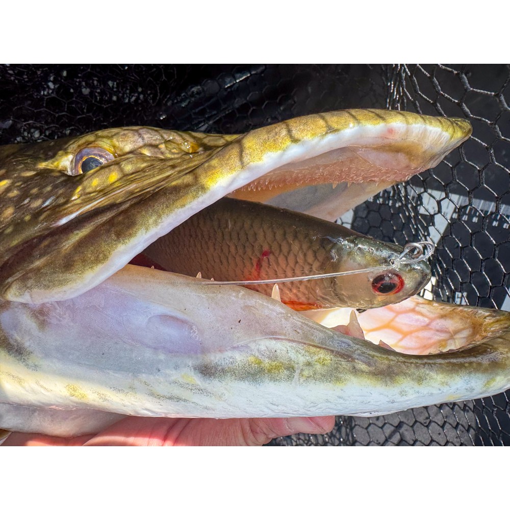 Fox Rage Ultra-Realistic Roach Replicant Natural Roach