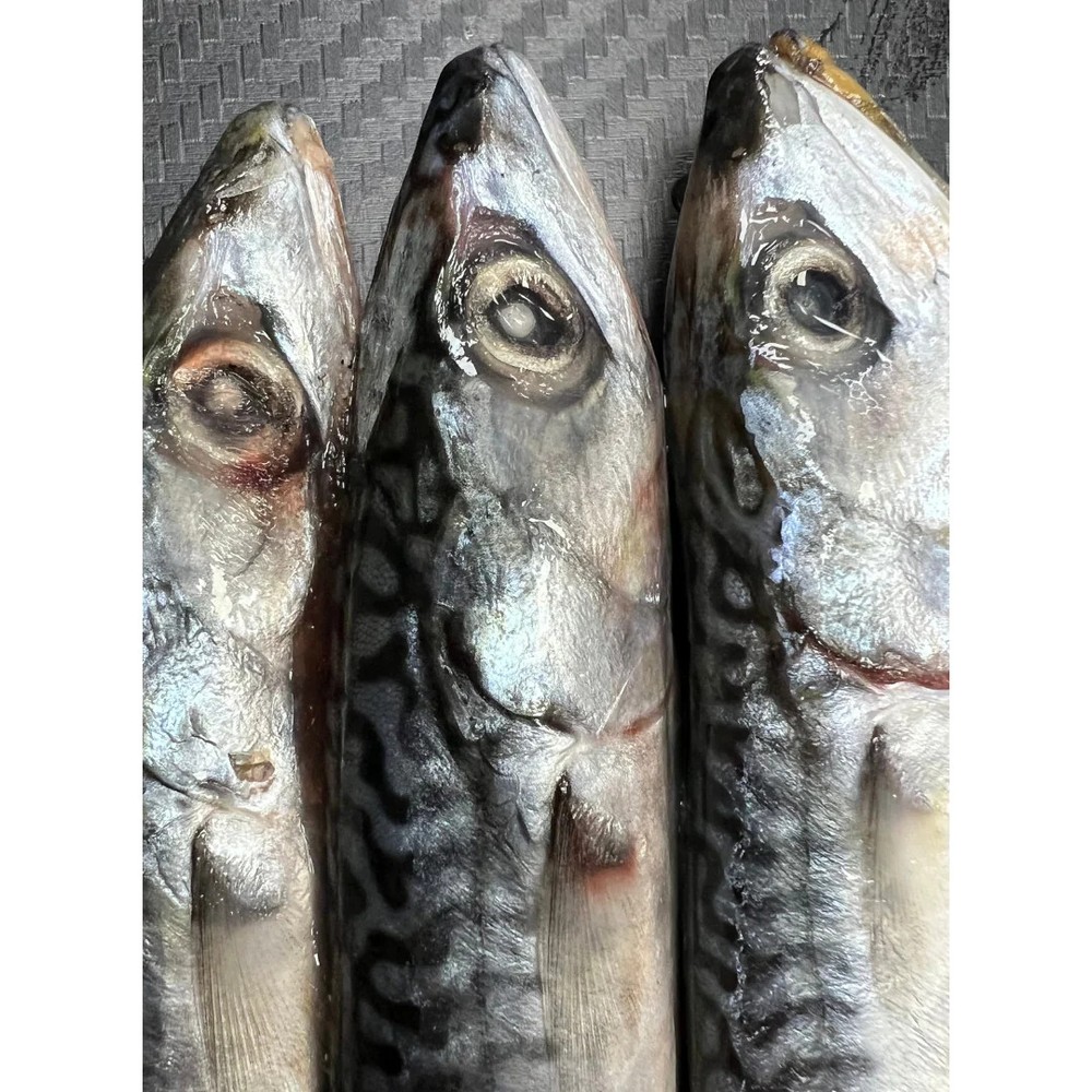 Lucebaits Deadbaits Small Mackerel x5