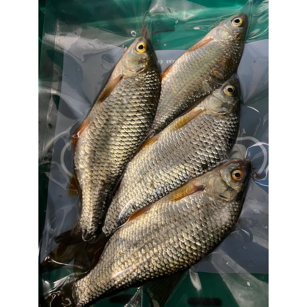 Lucebaits Medium Roach x4