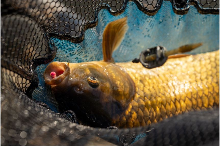 Sonubaits Micro Bandum Wafters - Fluoro