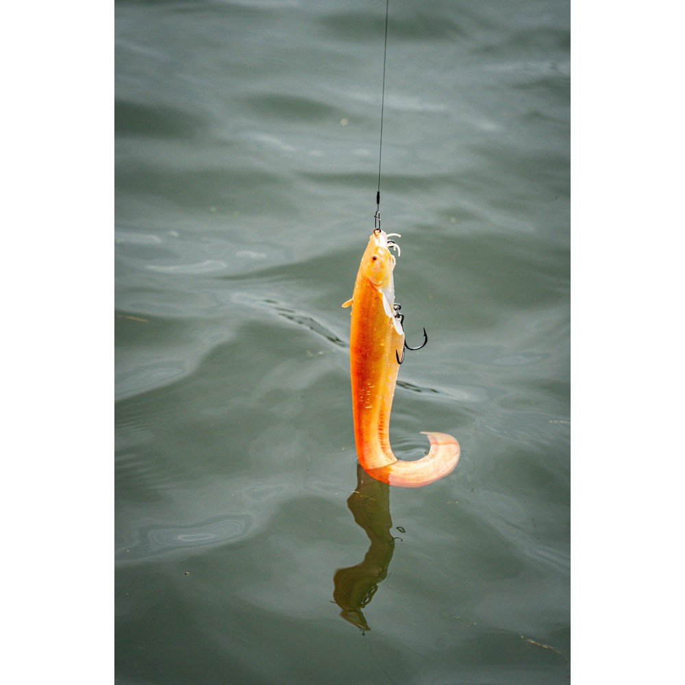 Fox Rage Replicant Catfish Lure Golden Wels